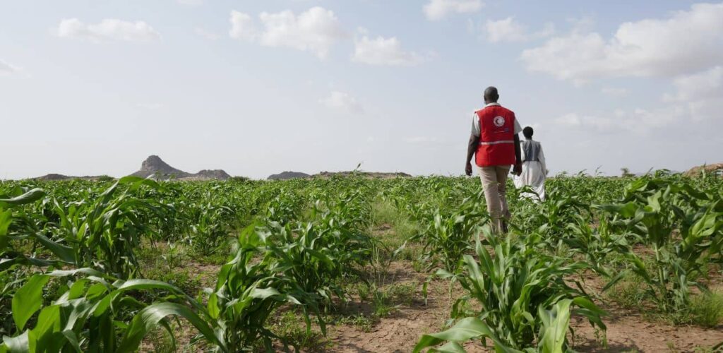 Red Cross Red Crescent project with agricultural terraces in Sudan.