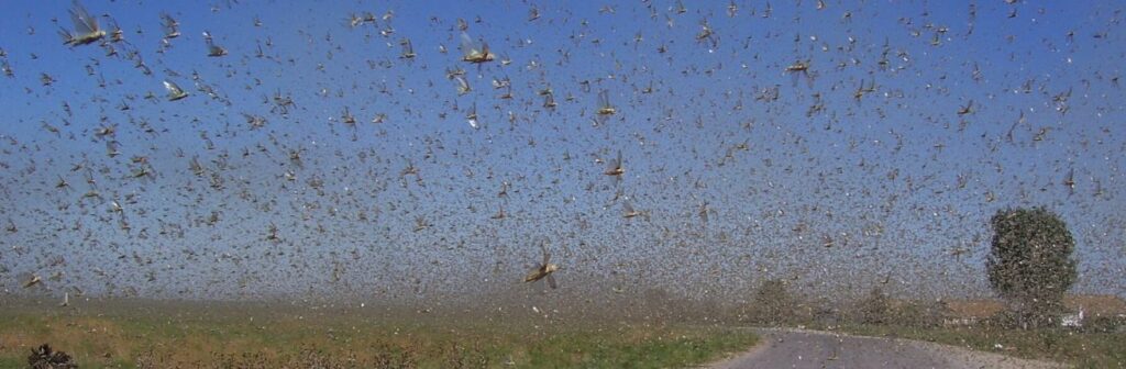 Sprinkhanenplaag-teistert-Oost-Afrika-compressor