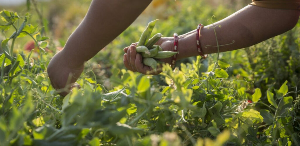 veel-dagloners-werken-in-de-landbouw-1030x503