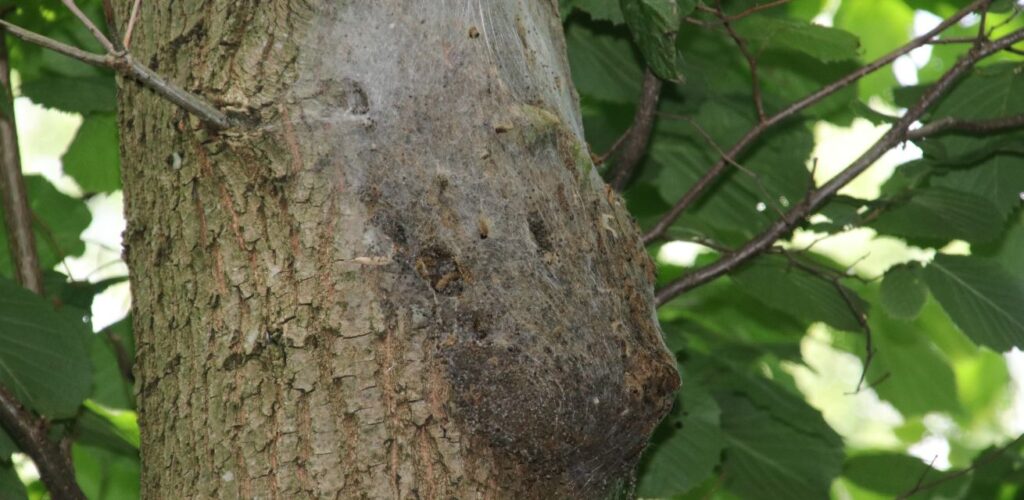 Zo herken je een nest van de eikenprocessierups in een boom.