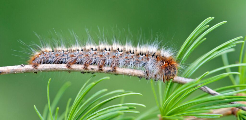 Dennenprocessierups_ehbo_tips_rode_kruis