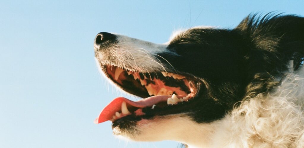 hondembeet EHBO Rode Kruis