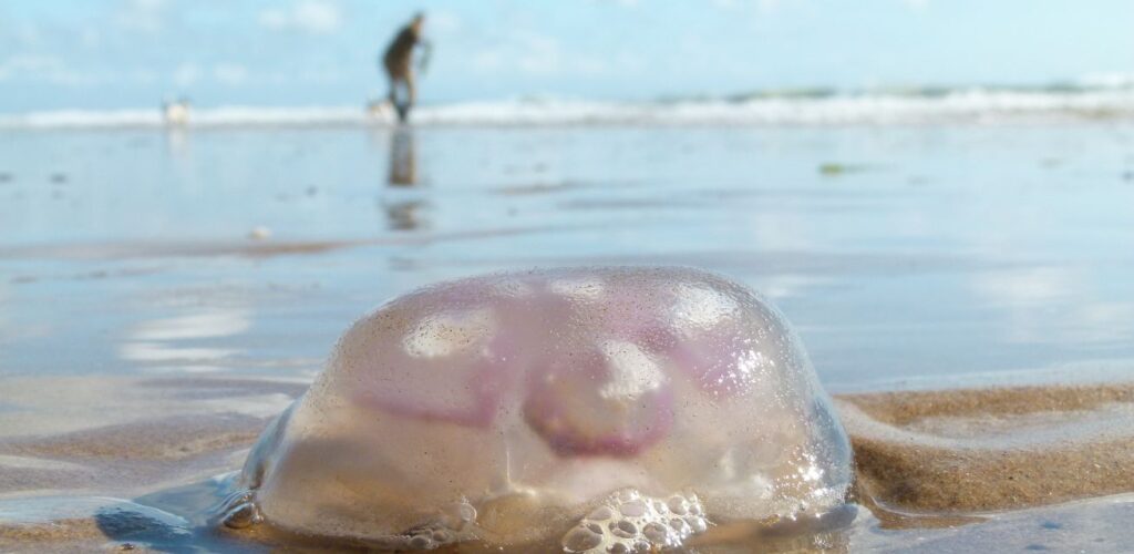 Kwallen op het Strand. Het Rode Kruis vertelt wat je kunt doen als je gebeten wordt.