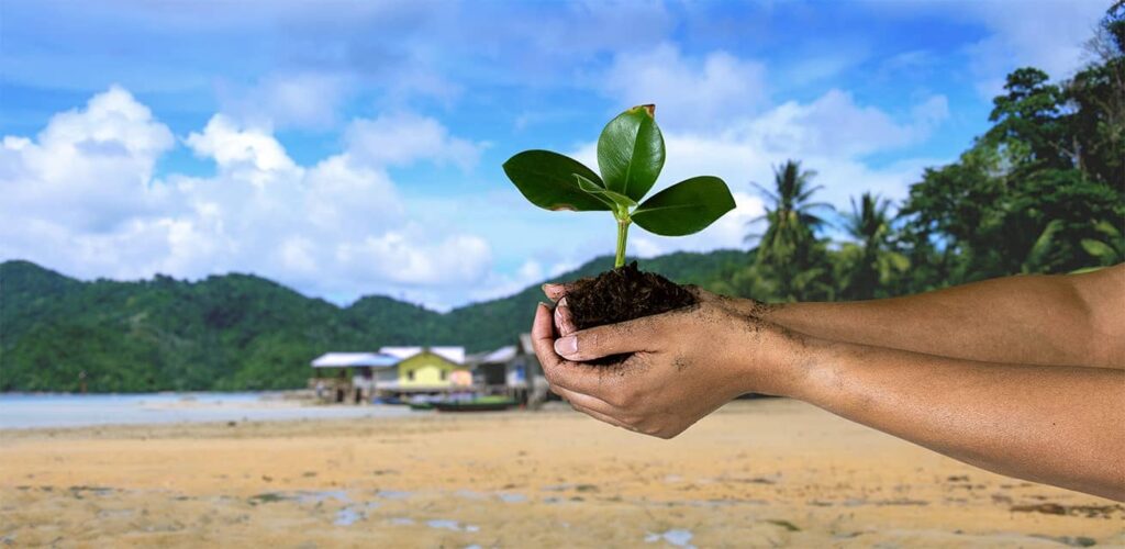 Mangrove - Wapen tegen extreem weer