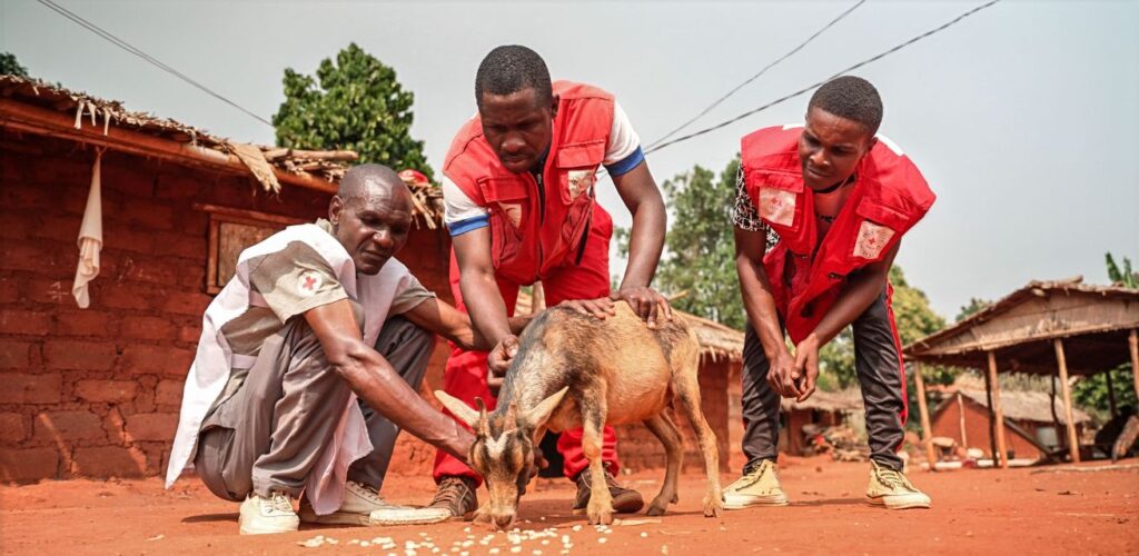 Rode Kruis-vrijwilligers helpen een geit in Kameroen door het te beschermen tegen ziektes.