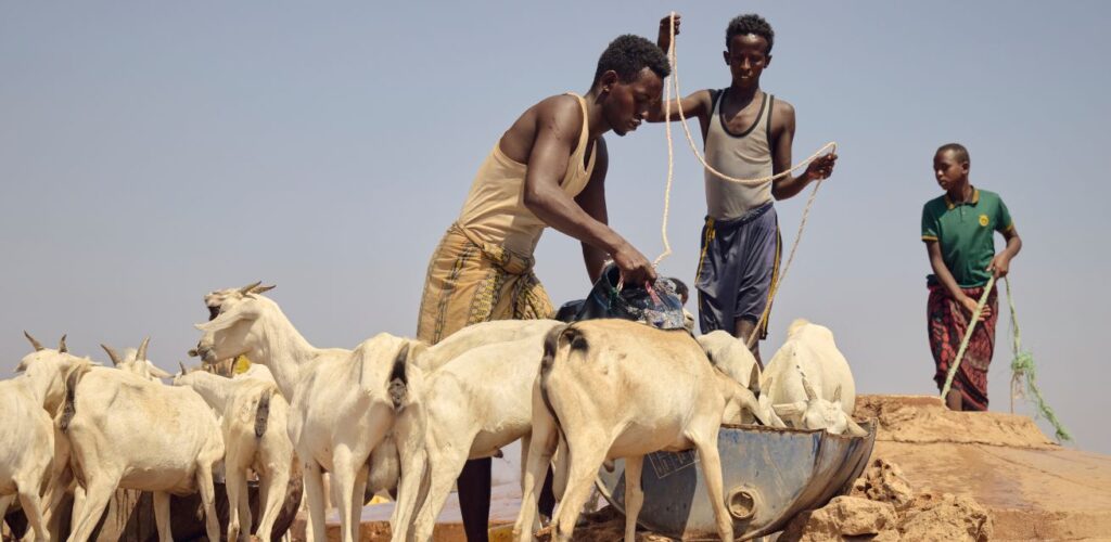 Boeren in Somalië proberen hun vee te voorzien van water en voedsel om te overleven.