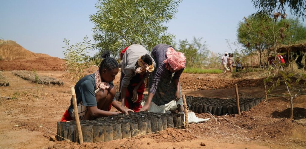 Ethiopië bomen planten