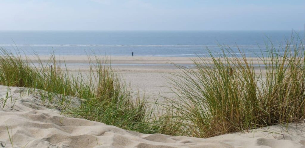Helmgras stockfoto voor in Rode Kruis artikel over kustbescherming door natuur