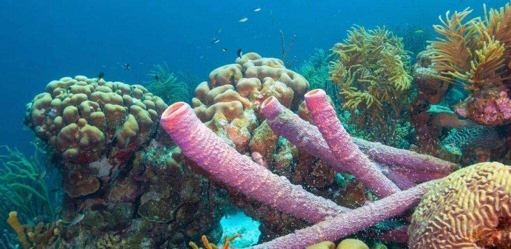 Koraalrif stockfoto voor in artikel Rode Kruis over kustbescherming door natuur
