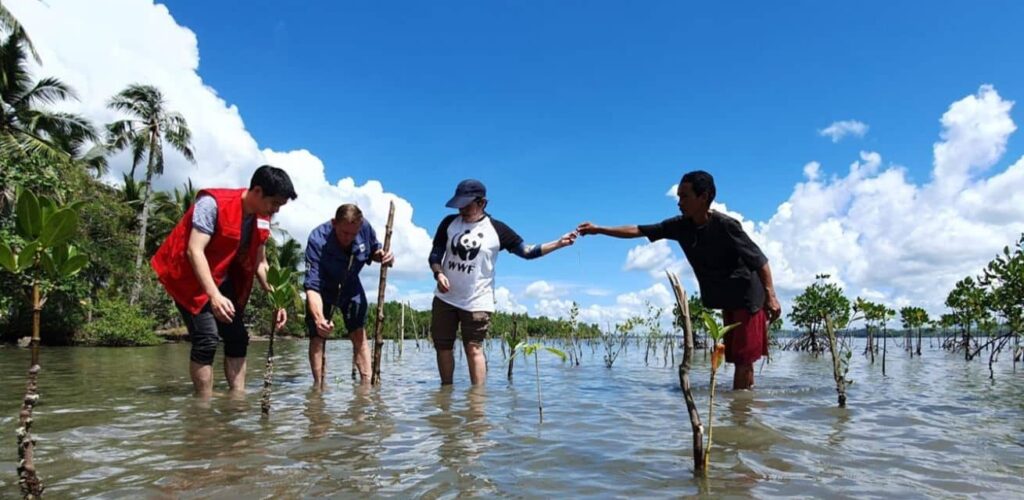 Planten mangrove voor samenwerking Wereld Natuur Fonds en Rode Kruis