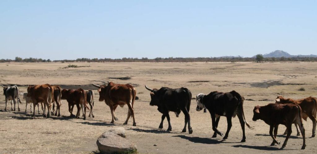 Koeien droogte el nino Rode Kruis