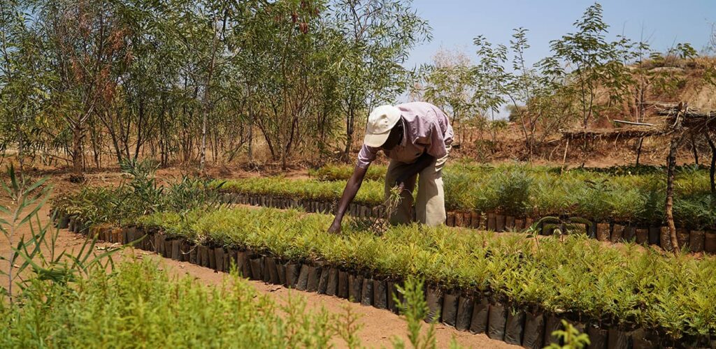 Oplossingen met de natuur in Ethiopië
