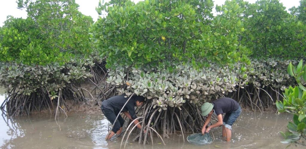 Rode Kruis Vietnam Mangroves een kraamkamer voor vissen