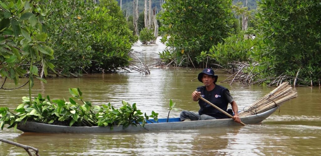 Rode Kruis vrijwilliger in Indonesie vaart door mangrove met kleine mangroveplantjes