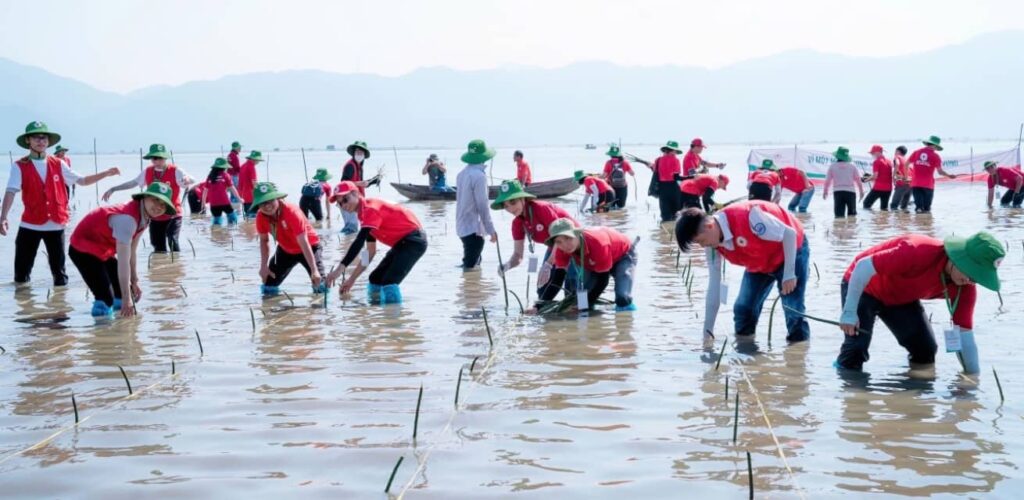 Vrijwilligers van Rode Kruis Vietnam planten Mangroves